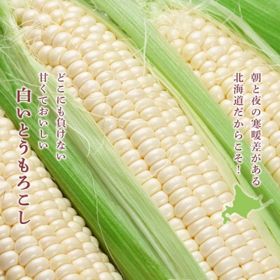 2025年夏発送 白いとうもろこし ピュアホワイト L～2L 16本