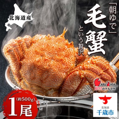北海道産【朝ゆで】毛ガニ(500g前後)1尾 期間限定!<かにのマルマサ>