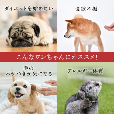 サーモン6点セット