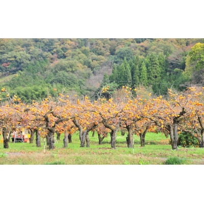 【2025年発送分】八頭町特産 花御所柿