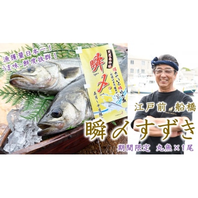 高鮮度維持技法を施した【瞬〆すずき】 9月末まで期間限定 千葉ブランド水産物認定品 船橋漁港水揚げ 