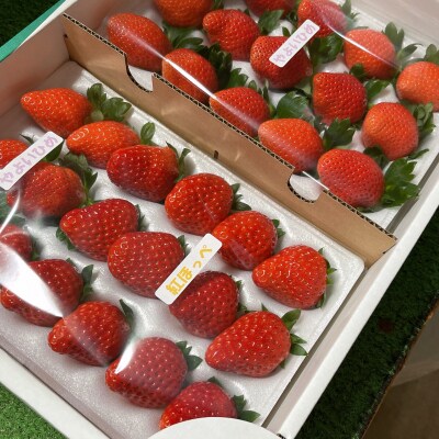 【期間限定】こてらんねぇイチゴ 24～36粒(約1kg・やよい姫or紅ほっぺ)(F25)