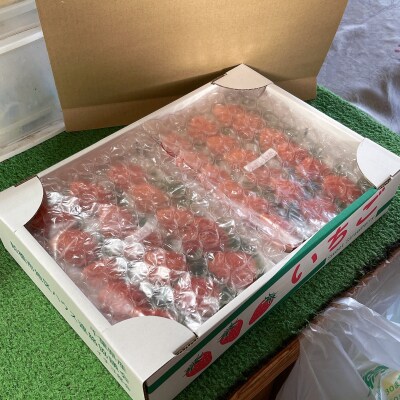 【期間限定】こてらんねぇイチゴ 24～36粒(約1kg・やよい姫or紅ほっぺ)(F25)