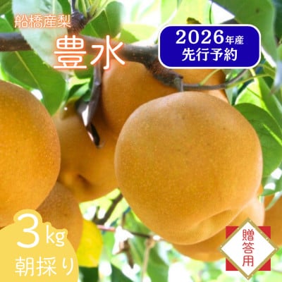船橋の梨 「豊水」 3kg 【贈答用】 令和8年8月下旬より順次発送 甘い旬の梨を産地直送