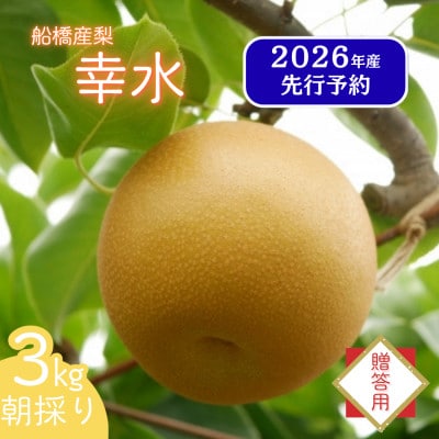 船橋の梨 「幸水」 3kg 【贈答用】 令和8年8月上中旬より順次発送 甘い旬の梨を産地直送