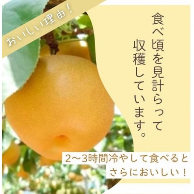 船橋の梨 「幸水」 3kg 【贈答用】 令和8年8月上中旬より順次発送 甘い旬の梨を産地直送