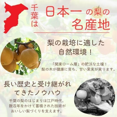 船橋の梨 「幸水」 3kg 【贈答用】 令和8年8月上中旬より順次発送 甘い旬の梨を産地直送