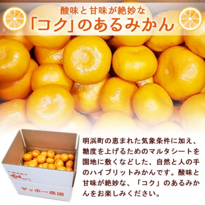 産地直送!!愛媛県明浜町産　温州みかん8kg(宇都宮農園)