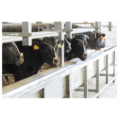 三田マルセ牛　すきやき　1kg