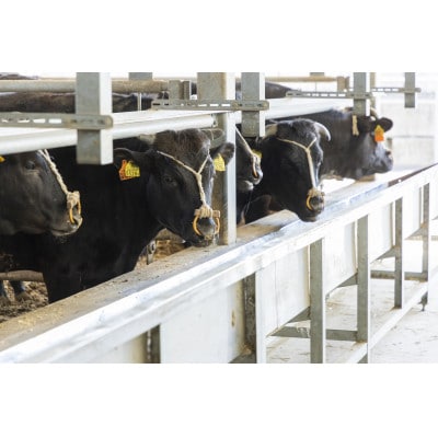 三田マルセ牛　しゃぶしゃぶ　1kg