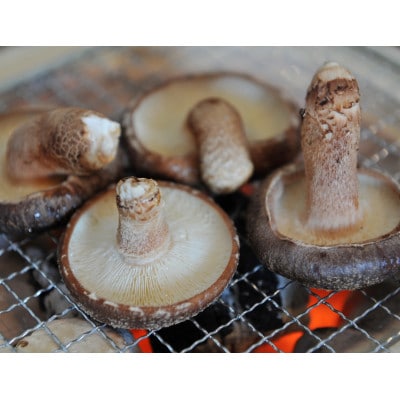 しいたけ狩り+BBQ　黒毛和牛・若鶏コース　ペアお食事券