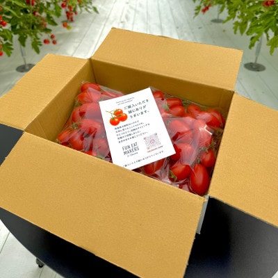 フルーツ級の甘さ!激あまミニトマト(アイコ)1kg