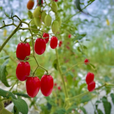 フルーツ級の甘さ!激あまミニトマト(アイコ)1kg