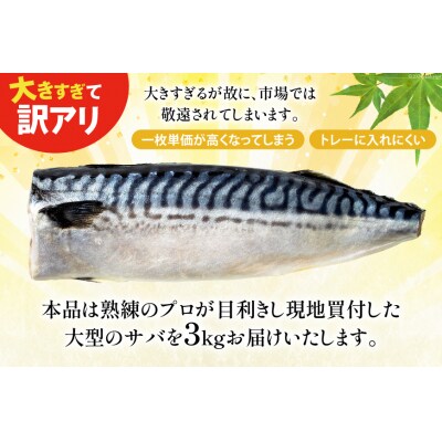 12回 定期便 訳あり 塩サバ フィレ 3kg 総計36kg [足利本店 20564960]