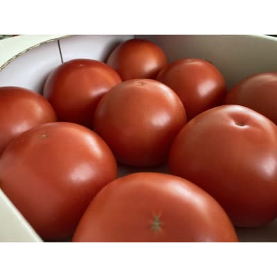 トマト「あかまるぷりっと」12個 / 野菜 欧州品種 希少 栃木県 特産品