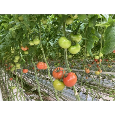 トマト「あかまるぷりっと」12個 / 野菜 欧州品種 希少 栃木県 特産品