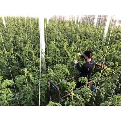 トマト「あかまるぷりっと」12個 / 野菜 欧州品種 希少 栃木県 特産品