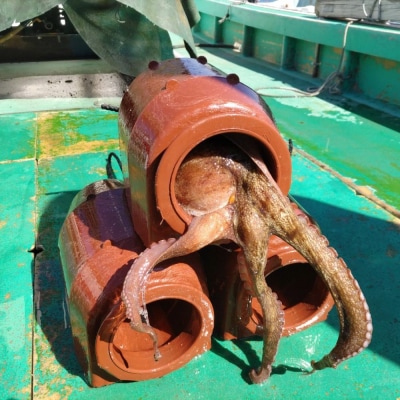 修福丸ん岬だこ 丸ごと 2匹 下処理済み 約1.2kg