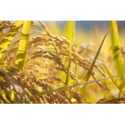 【令和7年産】『白馬そだち』長野県白馬村産　お米　ゆうだい21　5kg(精米)