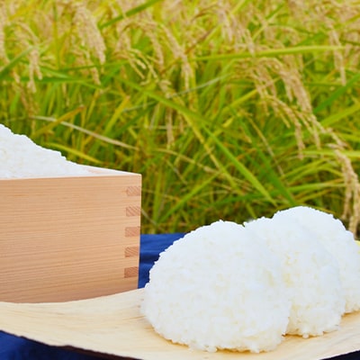 【令和6年産】『白馬そだち』長野県白馬村産　お米　ゆうだい21　10kg(精米)