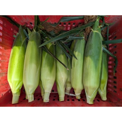 『白馬そだち』長野県白馬村産　スイートコーン　もろこし　2.5～3kg(6～10本)