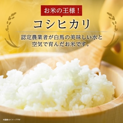 【令和6年産】白馬産コシヒカリ8kg