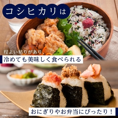 【令和6年産】白馬産コシヒカリ8kg
