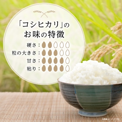 【令和6年産】白馬産コシヒカリ5kg