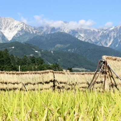 【令和7年産】 長野県白馬村産ミルキークイーン10kg