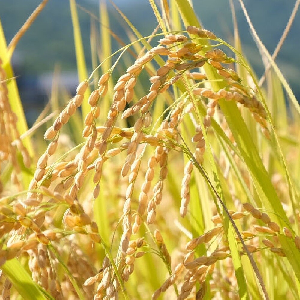 【令和7年産】 長野県白馬村産ミルキークイーン【玄米】 10kg
