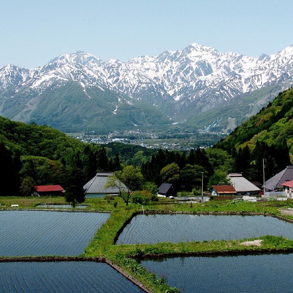 【毎月定期便】長野県白馬村産ミルキークイーン 精米 5kg全2回