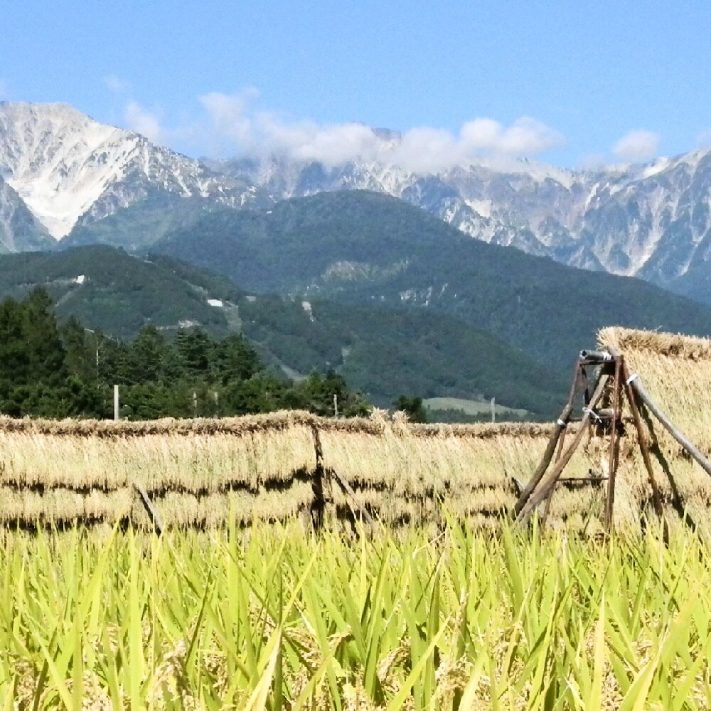 【毎月定期便】長野県白馬村産ミルキークイーン【玄米】5kg全2回