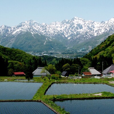 【毎月定期便】長野県白馬村産ミルキークイーン 精米 5kg全6回