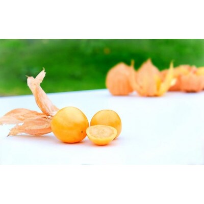 白馬フィサリス(食用ホオズキ) 300g
