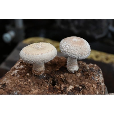 「社会福祉法人ないえ福祉会」しいたけカレー5個セット