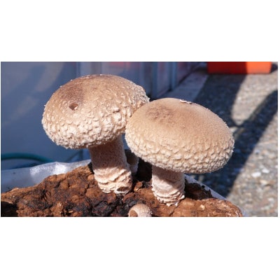 「社会福祉法人ないえ福祉会」椎茸しょう油(200ml)5本セット