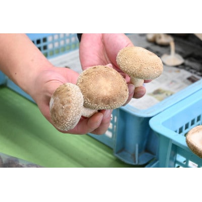 「社会福祉法人ないえ福祉会」　肉厚生しいたけ1.5kg