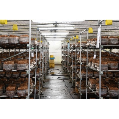 「社会福祉法人ないえ福祉会」　肉厚生しいたけ1.5kg