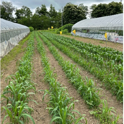 北海道奈井江産　ざっこくごはんのもと　100g×3袋セット