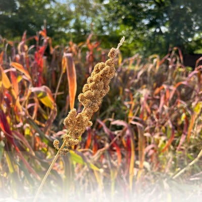 北海道奈井江町　もちあわ180g×3袋セット