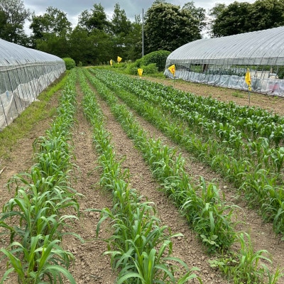 北海道奈井江町　もちあわ180g×3袋セット