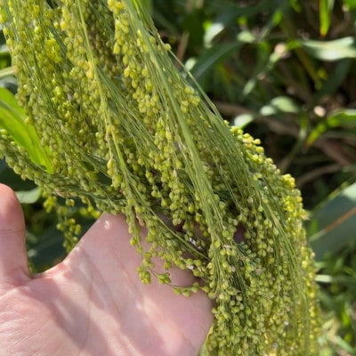 北海道奈井江産　もちきび　180g×3袋セット