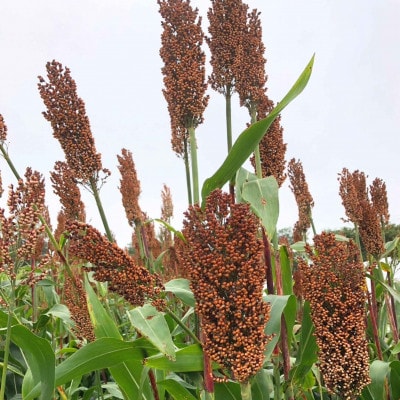 北海道奈井江産　たかきび　180g×3袋セット