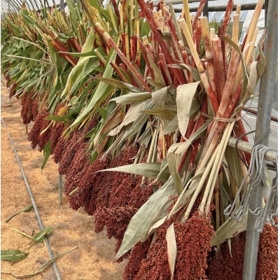 北海道奈井江産　たかきび　180g×3袋セット