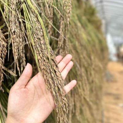 北海道奈井江産　黒米180g×3袋セット