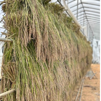 北海道奈井江産　黒米180g×3袋セット