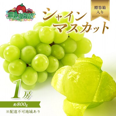 シャインマスカット 1房 約800g 贈答箱 ぶどう 葡萄 2025年[NO5765-0694]