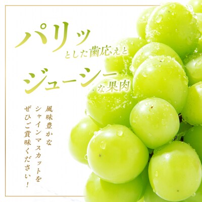 シャインマスカット 1房 約800g 贈答箱 ぶどう 葡萄 2025年[NO5765-0694]