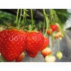 「瀬戸・たかまつネットワーク」レンタカーで巡る香川県(綾川・高松・直島方面)2日間　