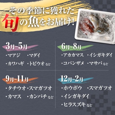 【朝獲れ直送】鮮魚ボックス(鮮魚セット)以布利定置網 3〜4人前相当 詰め合わせ【S00818】